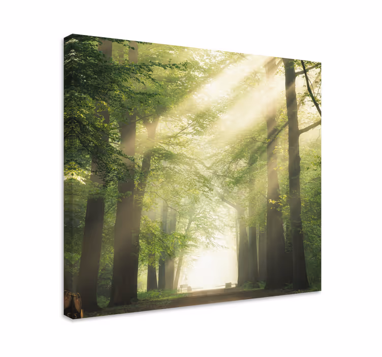 Quadro de paisage Floresta verde com o sol - TenStickers