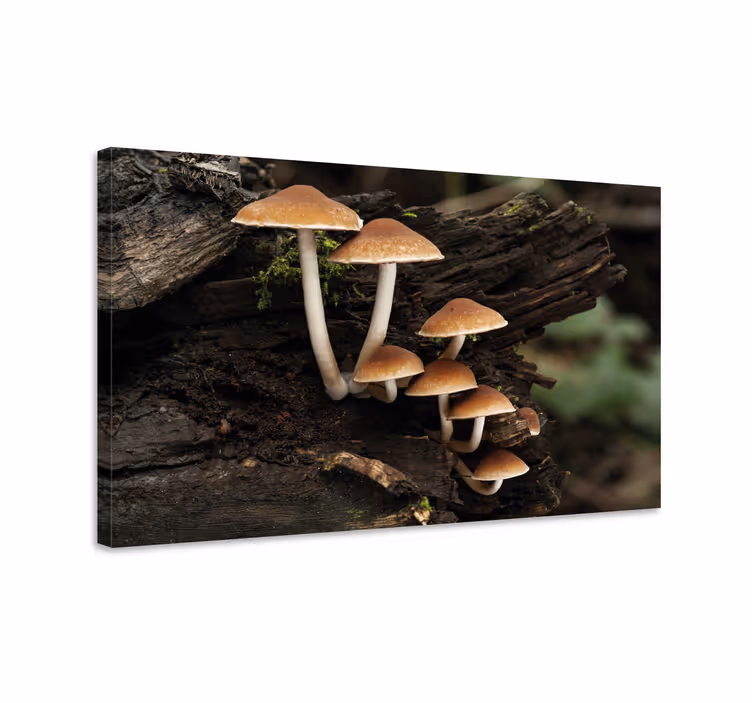 Quadro de arte Cogumelos no tronco de uma árvore - TenStickers