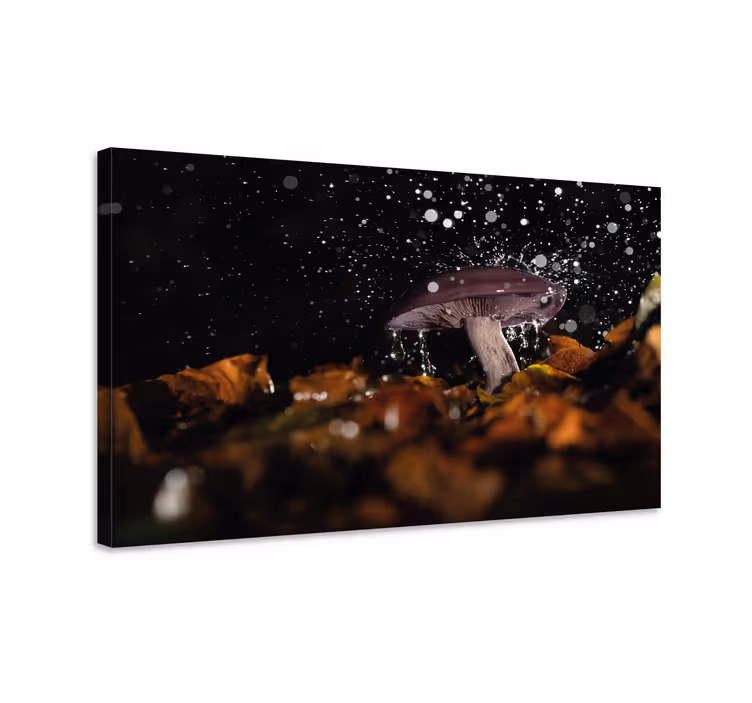 Quadro de arte Cogumelo selvagem sob chuva - TenStickers