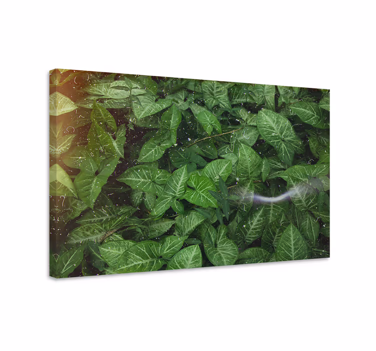 Quadro de paisage Lindas folhas verdes ensolaradas - TenStickers