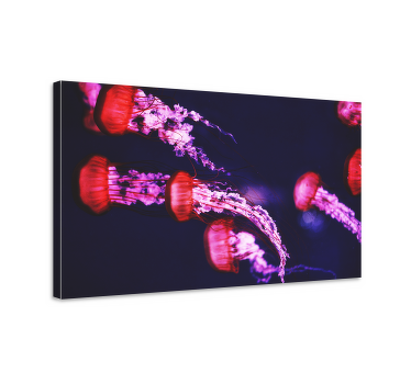 Quadro animais produtode medusa - TenStickers