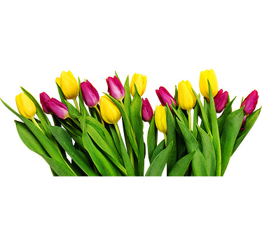 Autocolantes para janelas ramo de tulipas - TenStickers