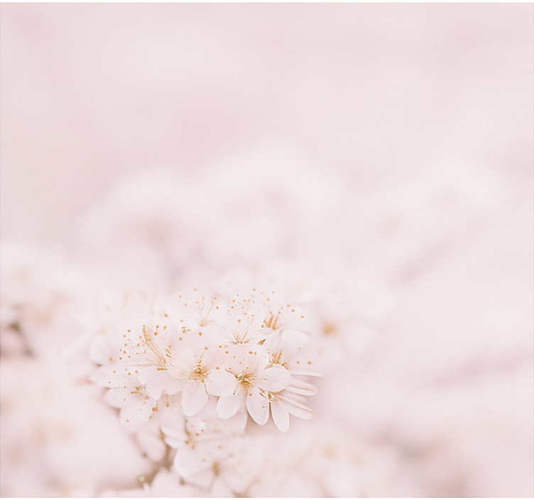 Estore de rolo para quarto de casal delicadas flores de cerejeira - TenStickers