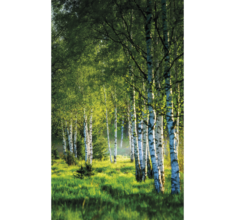 Estores de rolo de árvores bosque de bétulas moderno - TenStickers