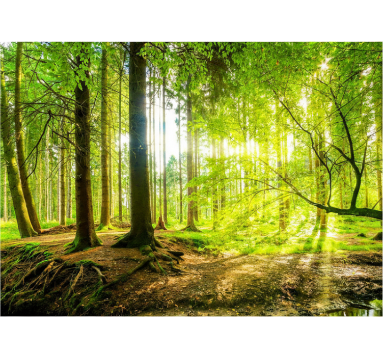 Estores de rolo de árvores vale das montanhas verdejantes - TenStickers