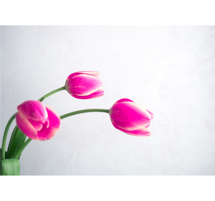 Estore de rolo branco três tulipas fundo branco - TenStickers