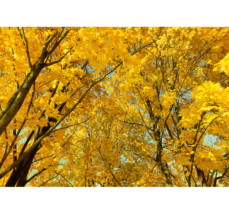 Estore de rolo amarelo folhas amarelas de outono - TenStickers