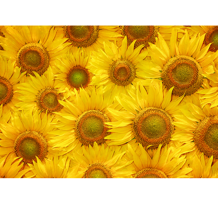 Estore de rolo amarelo girassóis - TenStickers