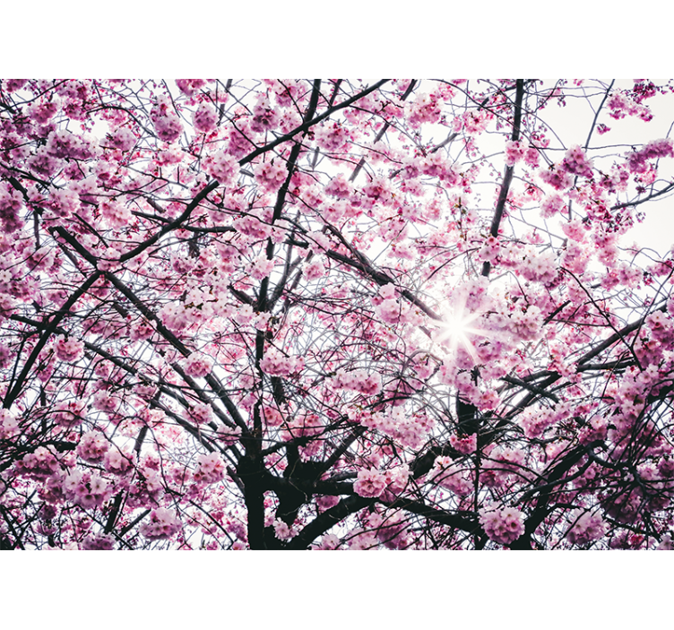 Estore de rolo rosa flor de cerejeira - TenStickers