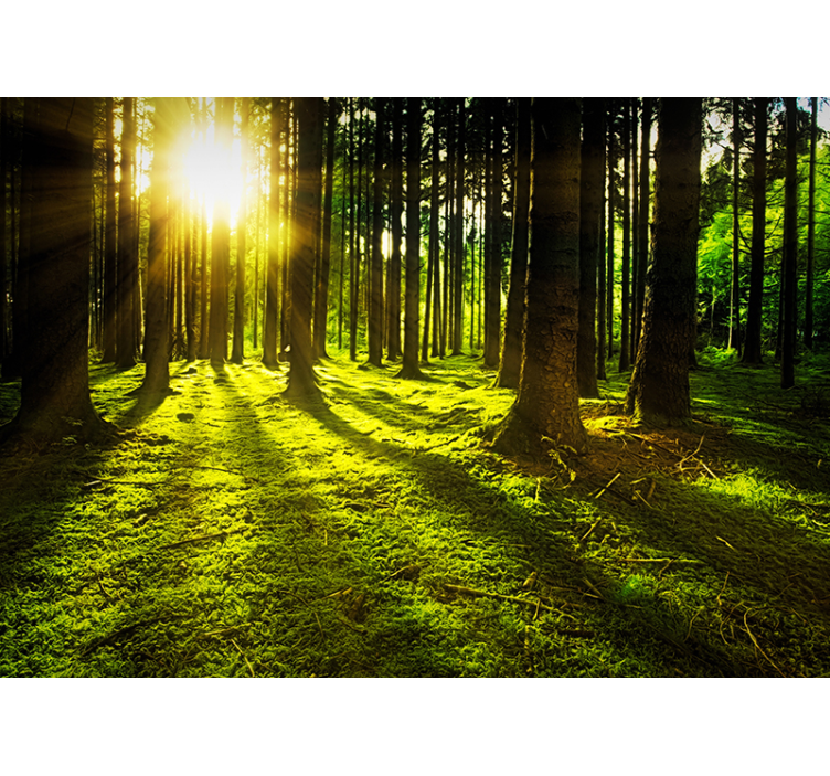 Estore de rolo verdes floresta iluminada pelo sol - TenStickers