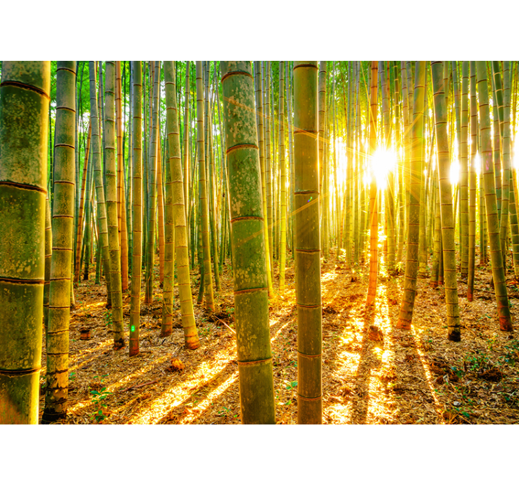 Estore de rolo verdes sol e bambu - TenStickers