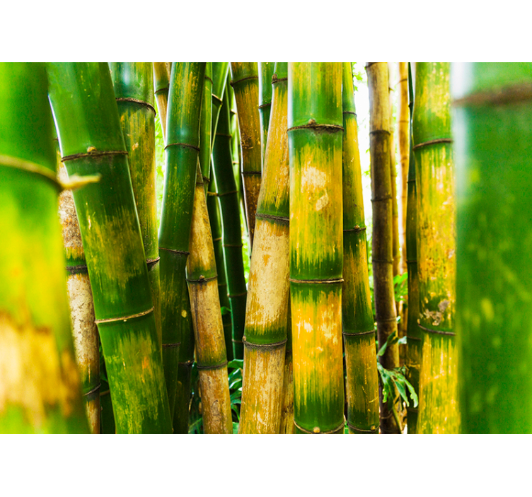 Estore de rolo verdes cena da floresta de bambu - TenStickers