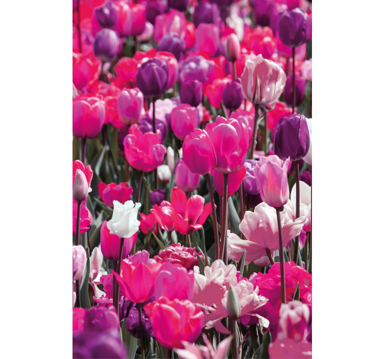 Diferentes tulipas rosa flores cegas - TenStickers