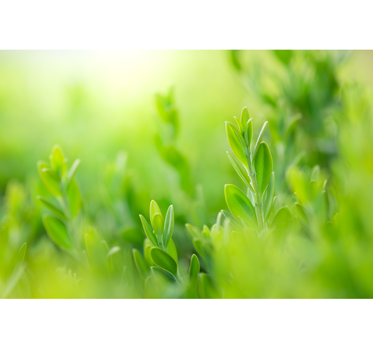 Estore de rolo flores e plantas imagem exuberante - TenStickers