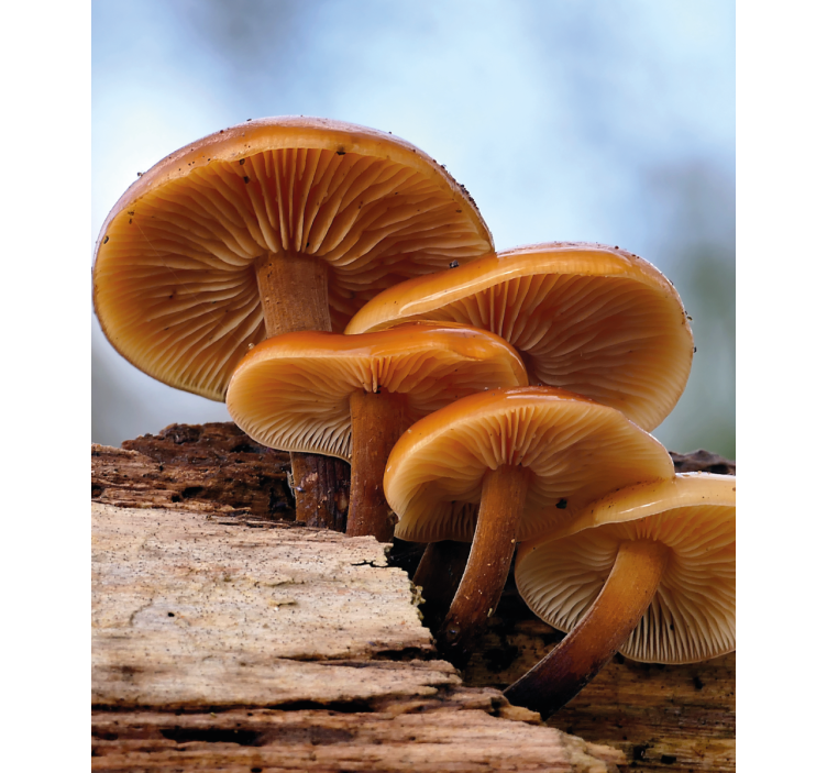 Casca de laranja cogumelo selvagem pintura cega - TenStickers