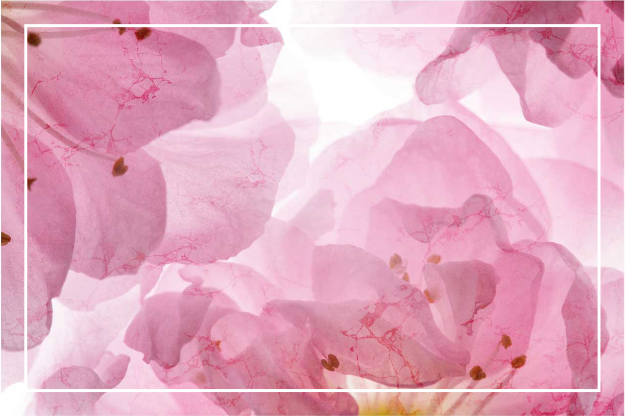 Individuais de mesa elegantes com padrão floral suave - TenStickers