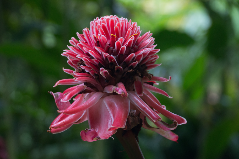 Individuais de mesa originais arranjo floral tropical - TenStickers
