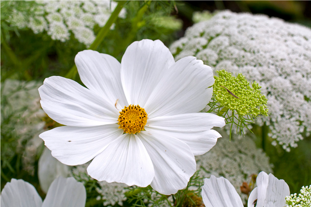 Individuais de mesa elegantes Desenho de flor branca grande - TenStickers