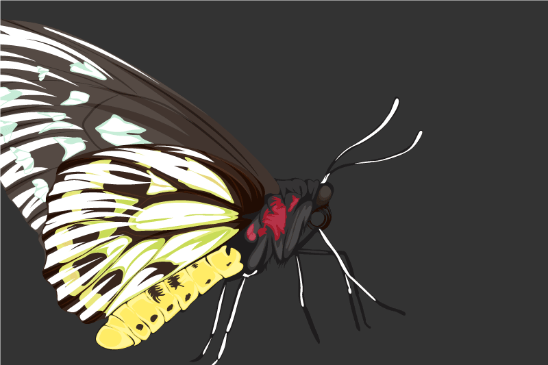 Individuais de mesa redondos Borboleta amarela detalhada realista - TenStickers