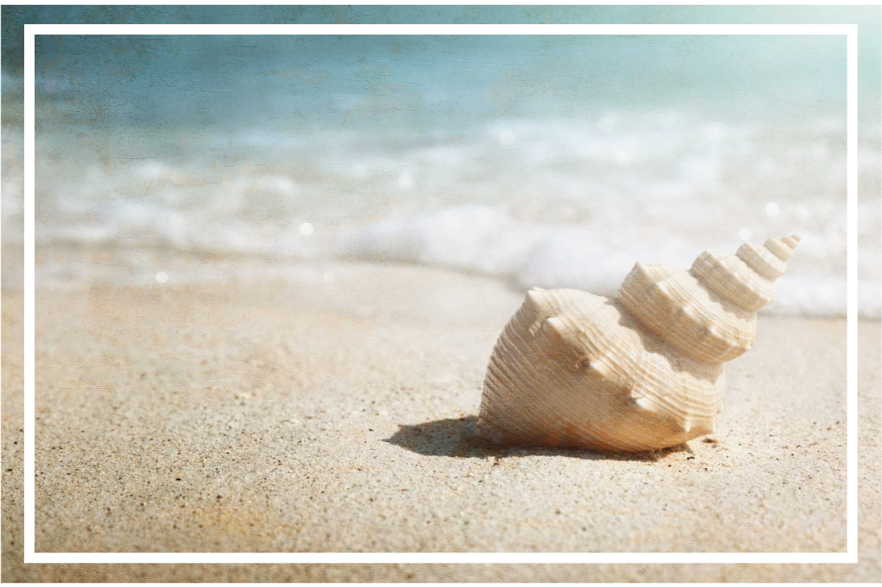 Individuais de mesa originais exibição de concha elegante - TenStickers