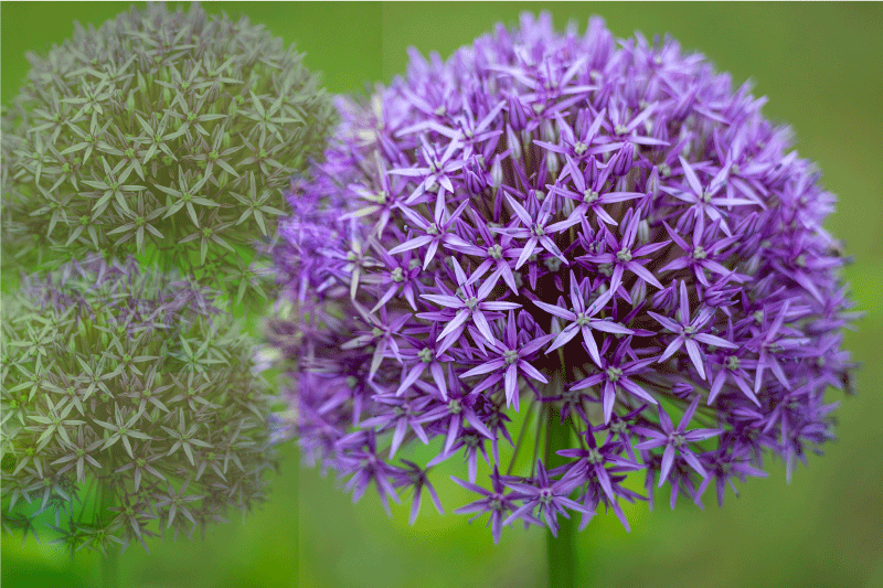 Individuais de mesa de texturas flores roxas vibrantes - TenStickers