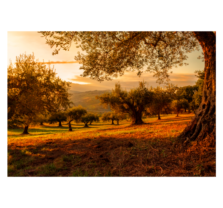 Fotomural de oliveiras - TenStickers