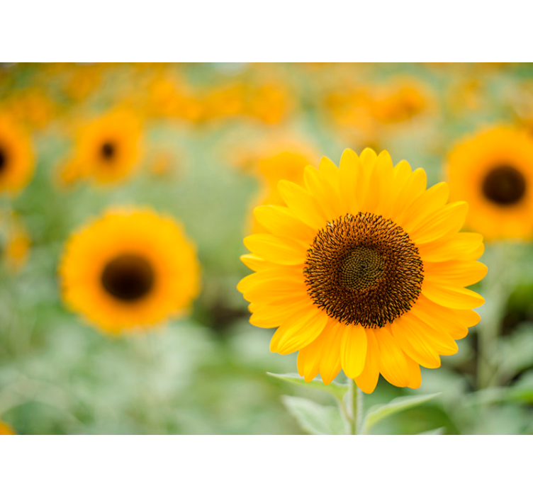 Fotomurais flores Campo de girassol - TenStickers