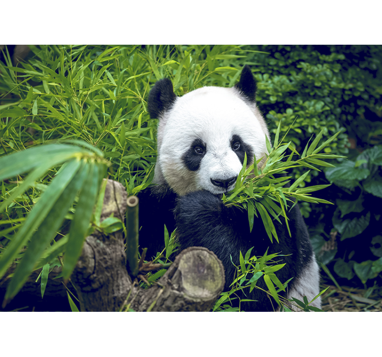 Fotomurais de paisagens Panda em uma sombra - TenStickers
