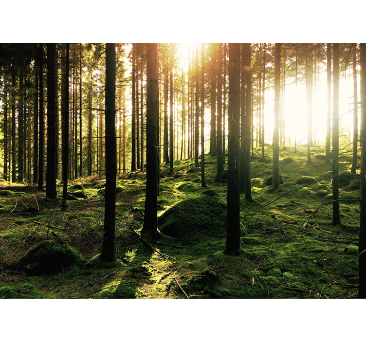 Fotomurais de paisagens Esconderijo da floresta - TenStickers