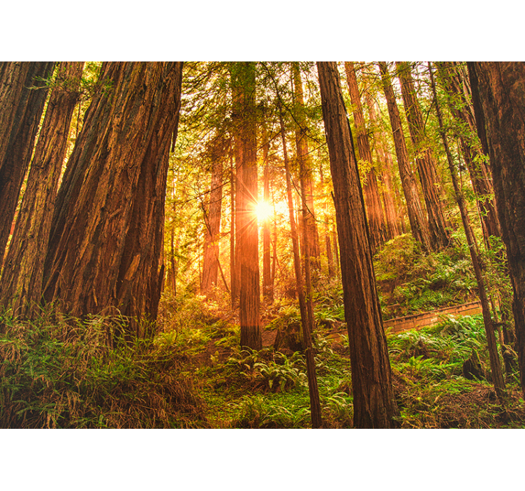 Murais de Parede Floresta mística da manhã - TenStickers