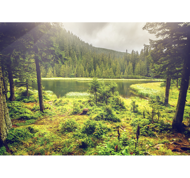 Fotomural de floresta árvores verdes - TenStickers