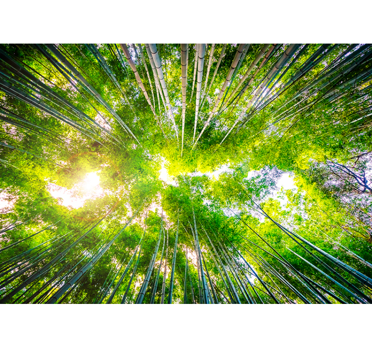 Fotomurais de paisagens Jardim de bambu - TenStickers