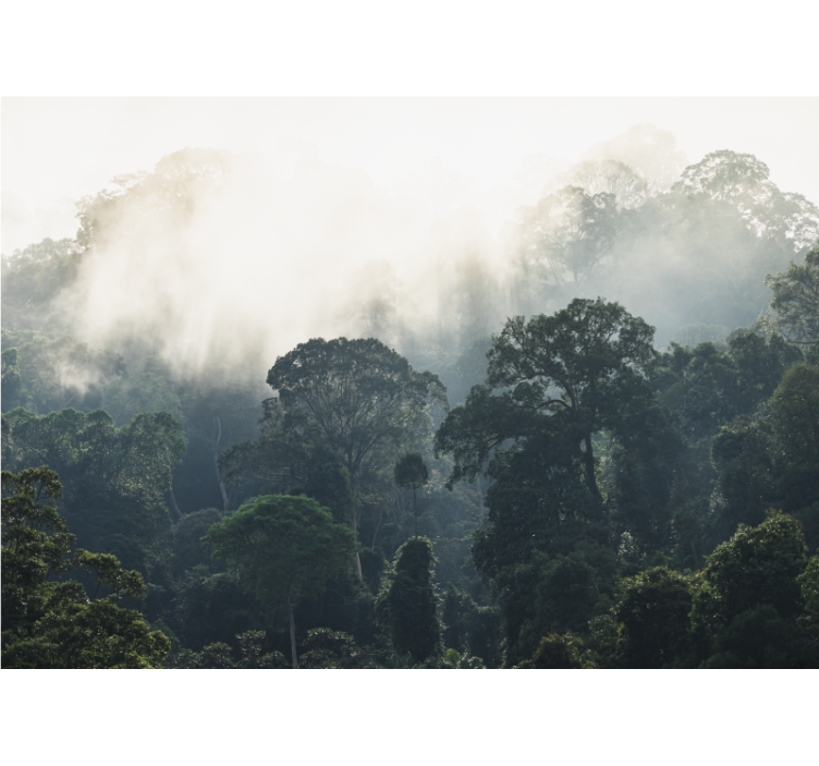 Mural de parede natureza visão da floresta nebulosa - TenStickers