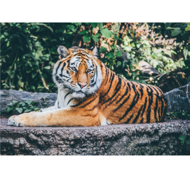 Tigre 3d deitado em um fotomural de parede de pedra - TenStickers