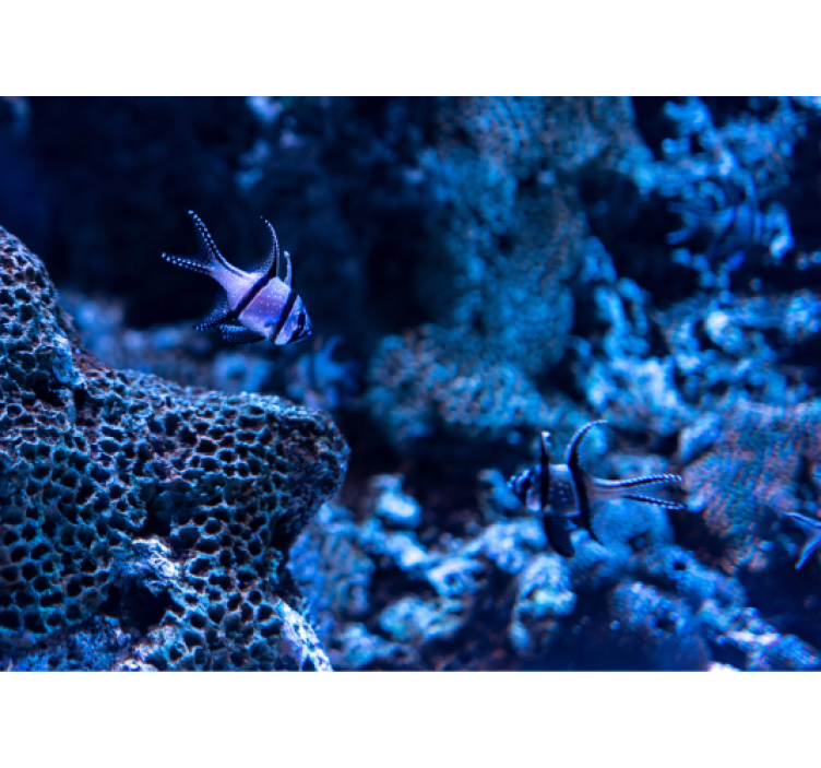 Mural de parede animais peixes de recife de coral - TenStickers