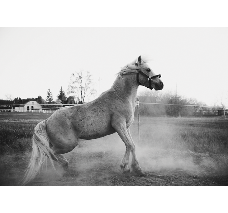 Cavalo branco na parede de pó fotomural - TenStickers