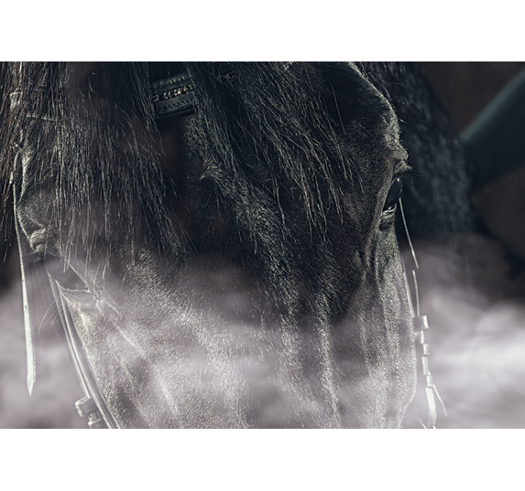 Cavalo preto do fotomural de nevoeiro - TenStickers