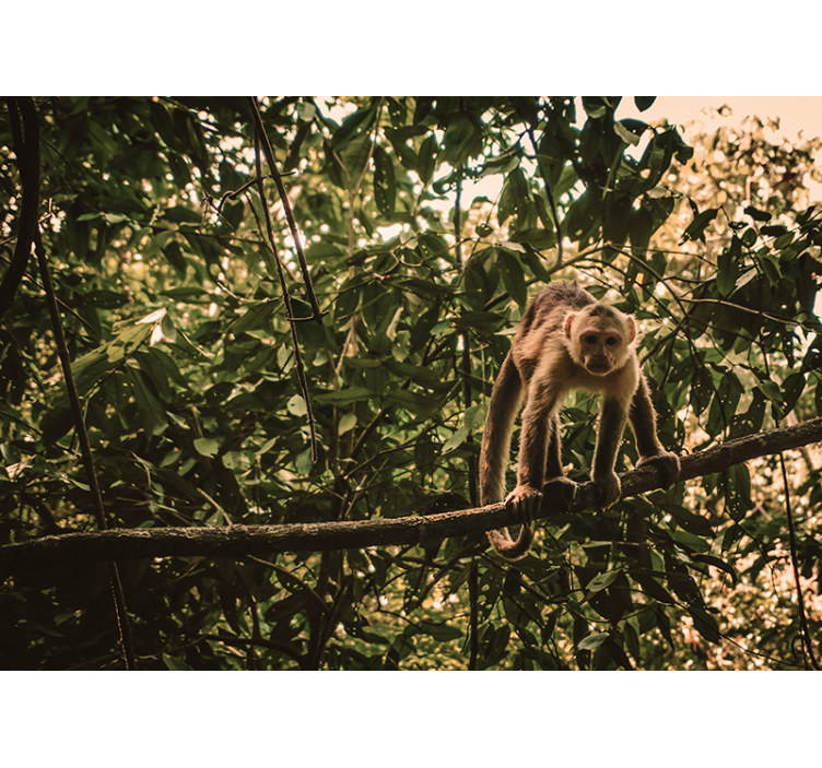 Mural de parede animais macaco no galho - TenStickers