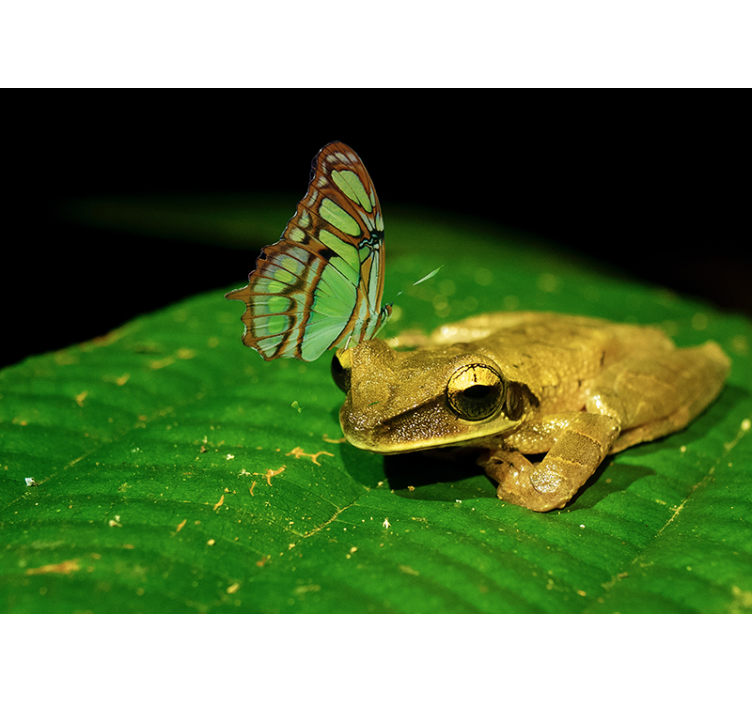 Mural de parede animais sapo e borboleta - TenStickers