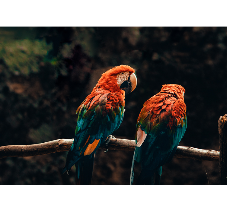 fotomural de parede de papagaios coloridos - TenStickers