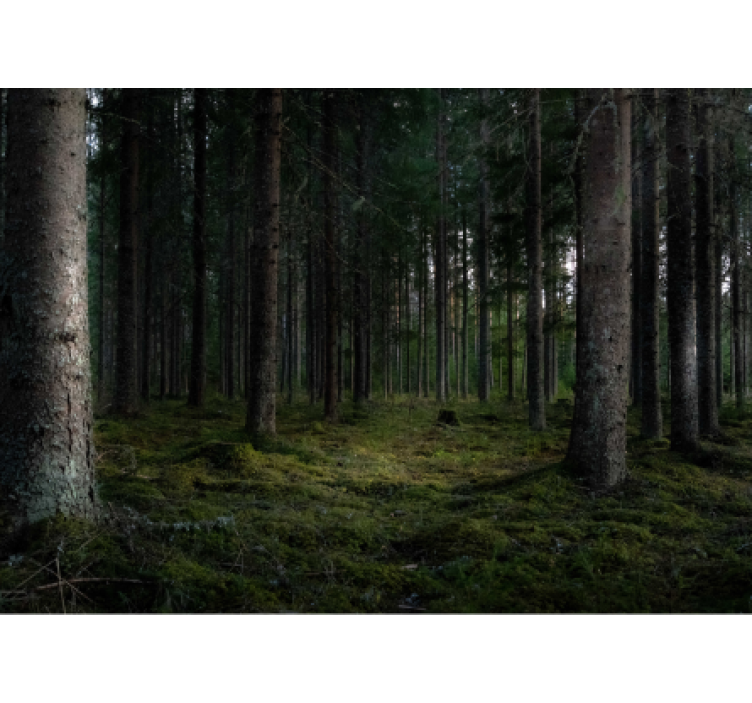 Mural de parede bosques cena de floresta exuberante - TenStickers