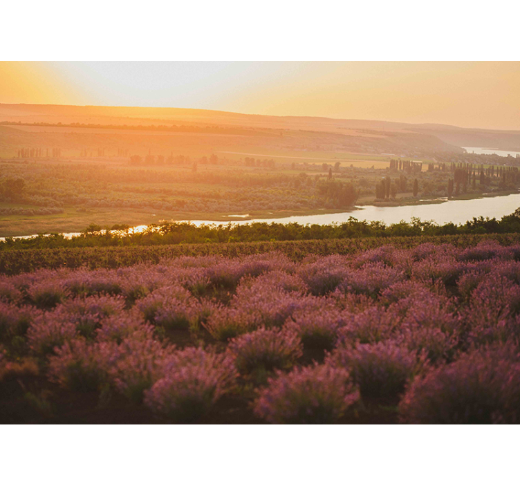 Fotomurais flores paisagem de pôr do sol lavanda - TenStickers