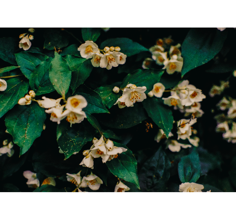 Fotomurais para casa de banho Flores de jasmim - TenStickers