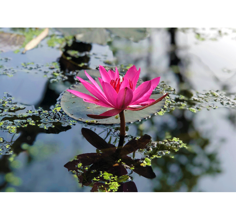 Murais de Parede água linda flor de lótus - TenStickers