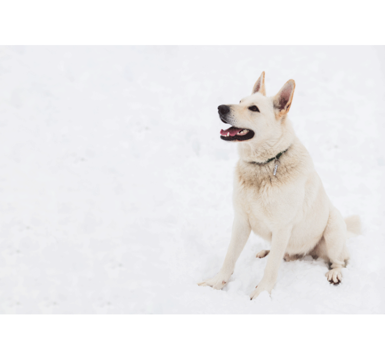 Mural de parede animais cachorro branco feliz - TenStickers