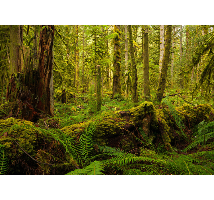 Murais de Parede Verde floresta - TenStickers