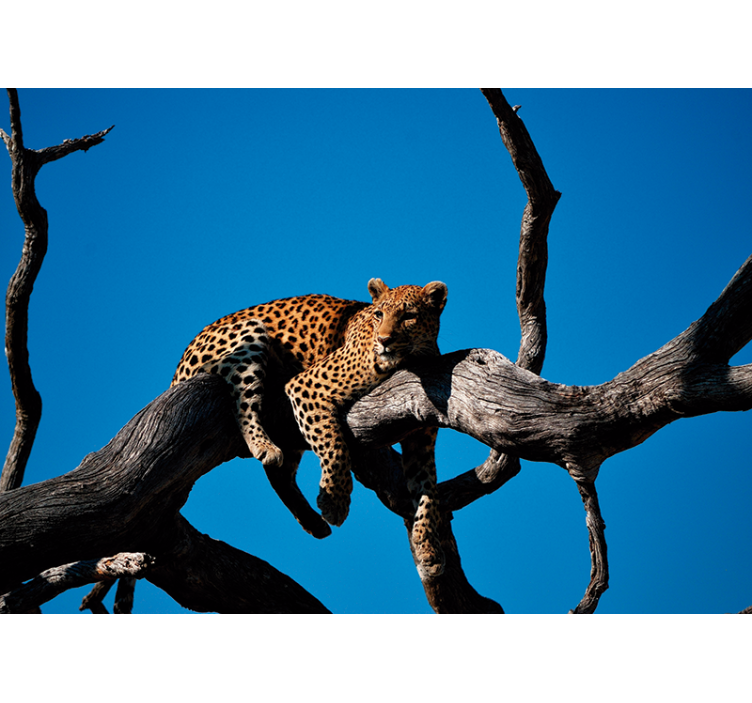 Fotomurais de paisagens Leopardo deitado na árvore - TenStickers