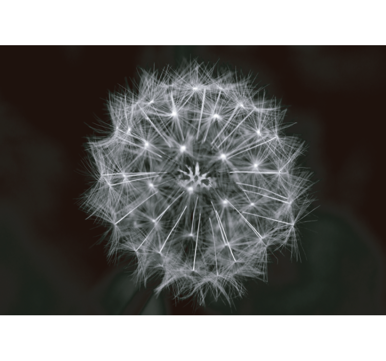 Mural de parede dente de leão explosão delicada - TenStickers