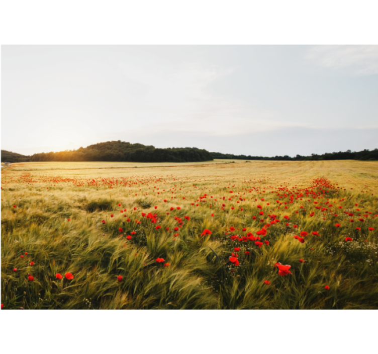 Fotomurais flores campo de flores de papoula - TenStickers