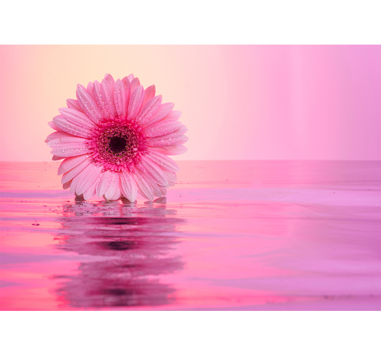 Fotomurais flores Flores rosa gerbera - TenStickers
